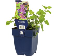 Nepeta faassenii im Topf