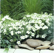 Steingarten mit Gedenkemein und Ziergräsern