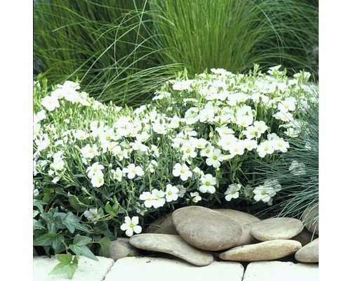 Steingarten mit Gedenkemein und Ziergräsern