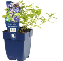 Nepeta Pflanze im Topf