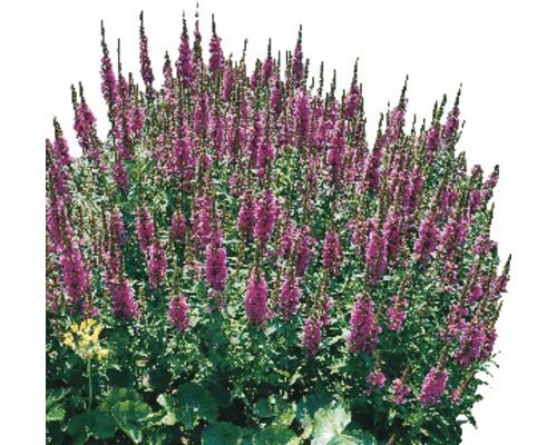 Blühende Staude mit aufrechten Blütenständen