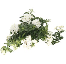 Kartoffelblume mit weißen Blüten und grünen Blättern