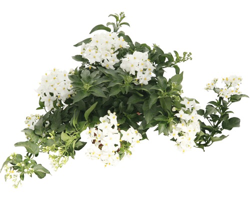 Kartoffelblume mit weißen Blüten und grünen Blättern