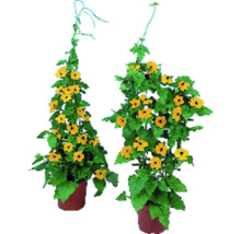 Zwei Schwarzäugige Susannen in Töpfen