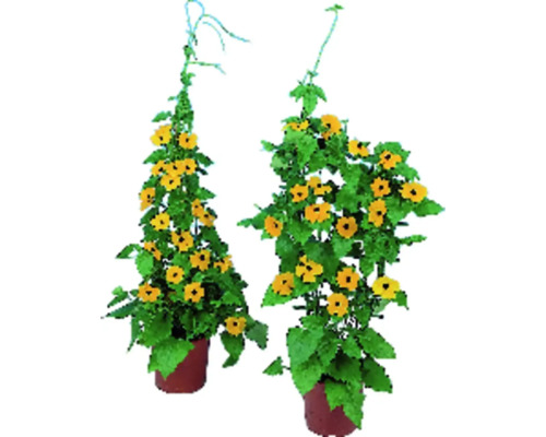 Zwei Schwarzäugige Susannen in Töpfen