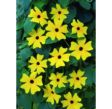 Schwarzäugige Susanne mit gelben Blüten und grünen Blättern.