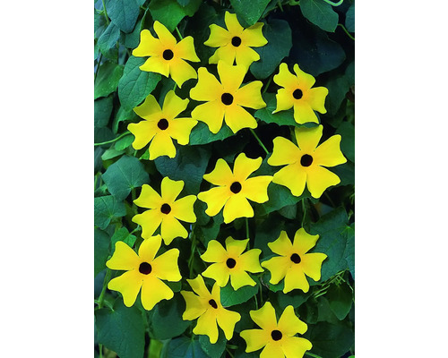 Schwarzäugige Susanne mit gelben Blüten und grünen Blättern.