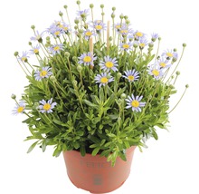 Felicia Pflanze im Topf mit blauen Blüten und grünen Blättern