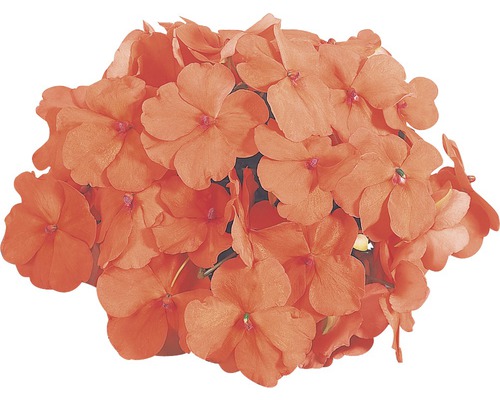 Gruppe von Fleißigen Lieschen Blüten