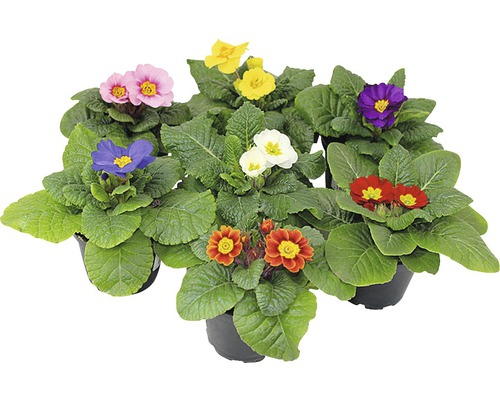 Mehrfarbige Primel Pflanzen in Töpfen