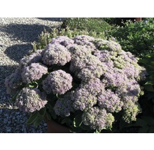 Fetthenne Staude im Garten