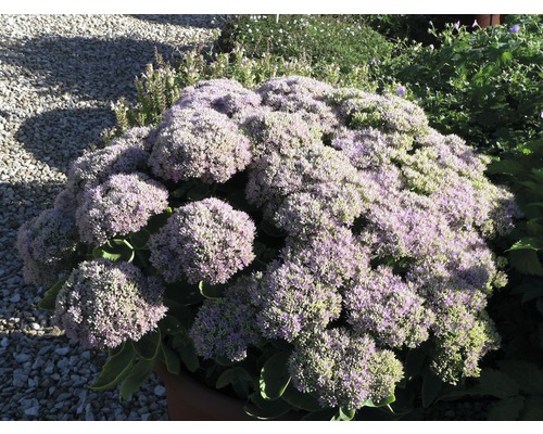 Fetthenne FloraSelf Sedum telephium 'Herbstfreude' Co 3 L