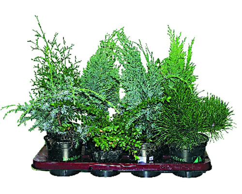 Verschiedene Nadelgehölze in Töpfen auf einem Tablett