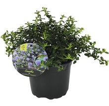 Blauhügel Strauch im Topf