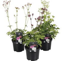 Drei große Sterndolden in Töpfen mit Blütenständen