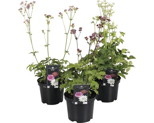 Drei große Sterndolden in Töpfen mit Blütenständen