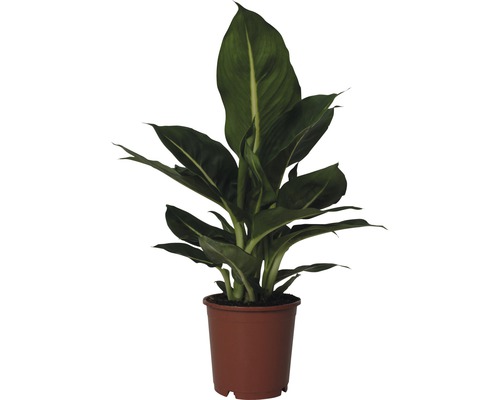 Dieffenbachie FloraSelf Dieffenbachia maculata 'Green Magic' H 35-45 Ø 12 cm Topf