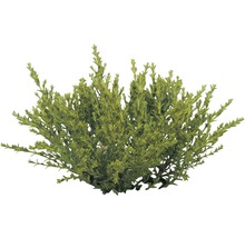 Immergrüner Strauch für den Garten