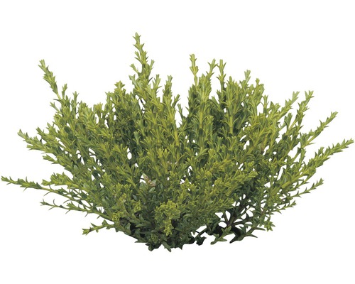 Immergrüner Strauch für den Garten