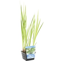 Acorus Calamus Pflanze im Topf
