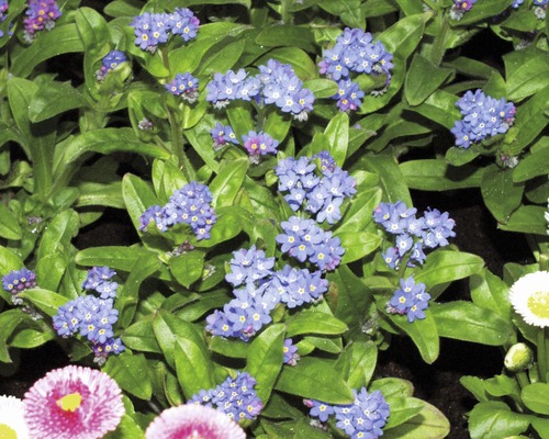 Vergissmeinnicht Blumenbeet mit blauen Blüten und grünen Blättern