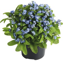 Vergissmeinnicht Pflanze im Topf