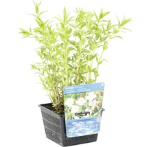 Gratiole im Topf, eine Wasserpflanze für Aquarien und Teiche