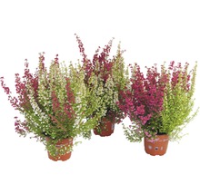 Drei Besenheide Pflanzen in Töpfen