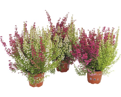 Drei Besenheide Pflanzen in Töpfen