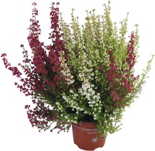 Heidekrautgewächs Erica gracilis im Topf