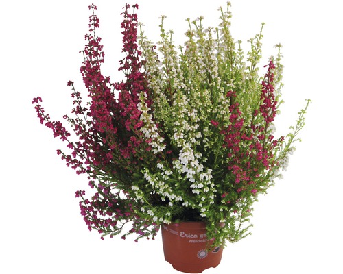 Heidekrautgewächs Erica gracilis im Topf