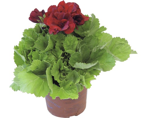 Geranie mit roten Blüten im Topf