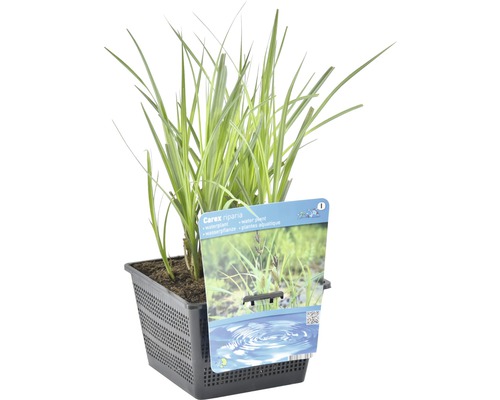 Ufer-Segge im Topf