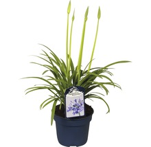 Afrikanische Schmucklilie im Topf mit Blättern und Blütenknospen