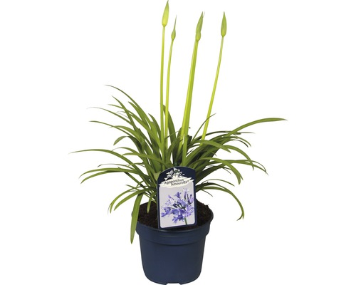 Afrikanische Schmucklilie im Topf mit Blättern und Blütenknospen