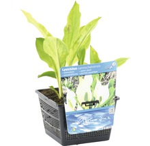 Lysichiton camtschatcensis Wasserpflanze im Topf