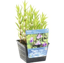Gauklerblume FloraSelf Mimulus ringens H 10-70 cm Co 3 L
