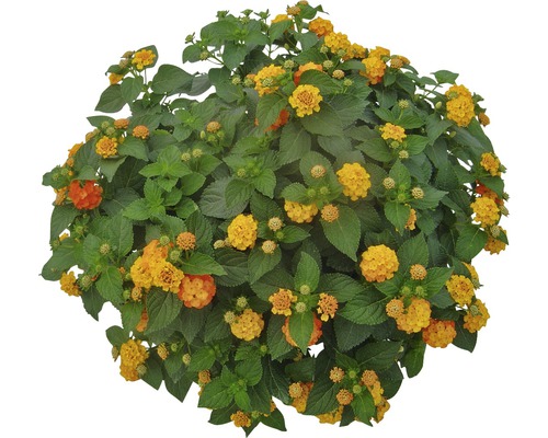 Gelb blühende Wandelröschenpflanze mit grünen Blättern