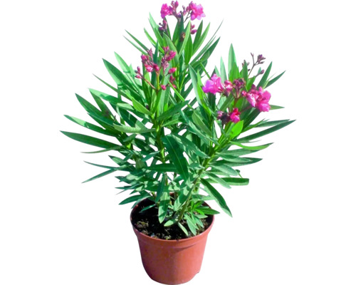 Oleanderpflanze im Topf mit pinkfarbenen Blüten und grünen Blättern