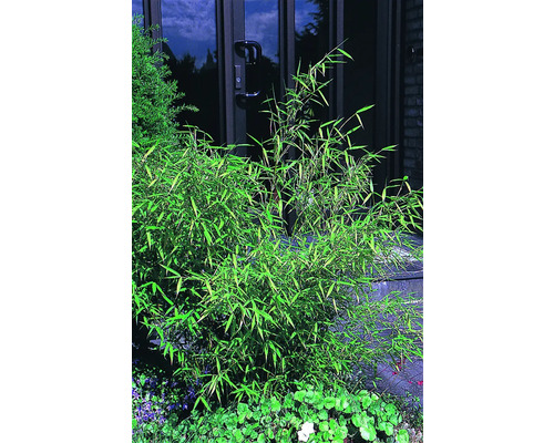 Bambuspflanze vor einer Haustür