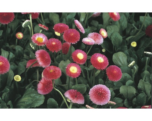 Gänseblümchen Bellis perennis Ø 9 cm