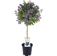 Enzianbaum im Topf mit lila Blüten