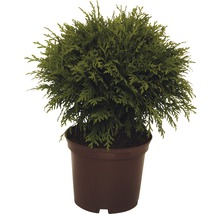 Kugel-Lebensbaum FloraSelf Thuja occidentalis 'Danica' H 15-20 cm Co 2 L-thumb-0