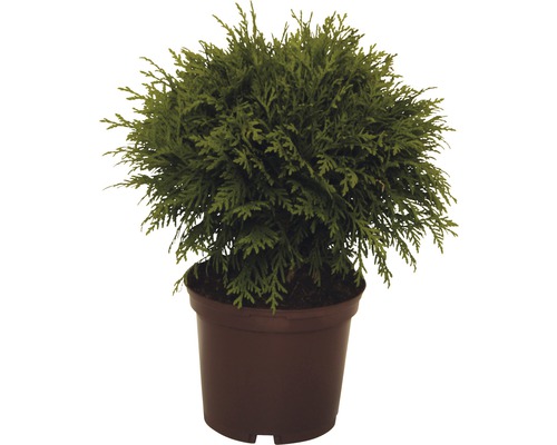 Kugel-Lebensbaum FloraSelf Thuja occidentalis 'Danica' H 15-20 cm Co 2 L-0