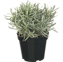 Lavendel im Topf