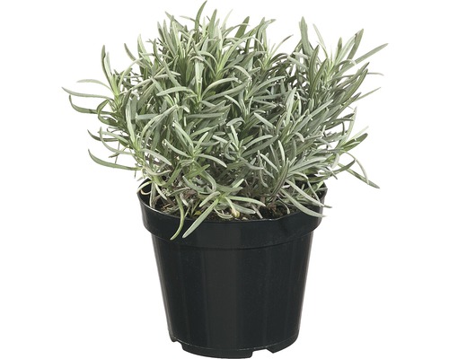 Lavendel FloraSelf H 40-60 Ø 14 cm