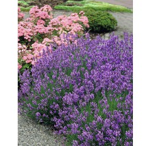 Nahaufnahme von Lavendelbüschen im Garten