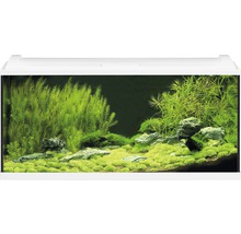 Aquarium mit Pflanzen und Steinen