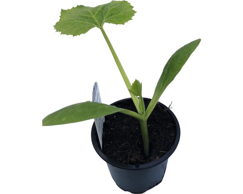 Zucchini-Pflanze im Topf