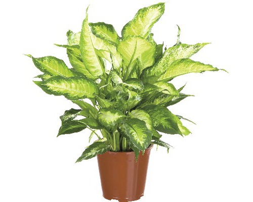 Dieffenbachie FloraSelf Dieffenbachia maculata 'Camilla' H 50-60 Ø 17 cm Topf Dieffenbachie Zimmerpflanze im Topf